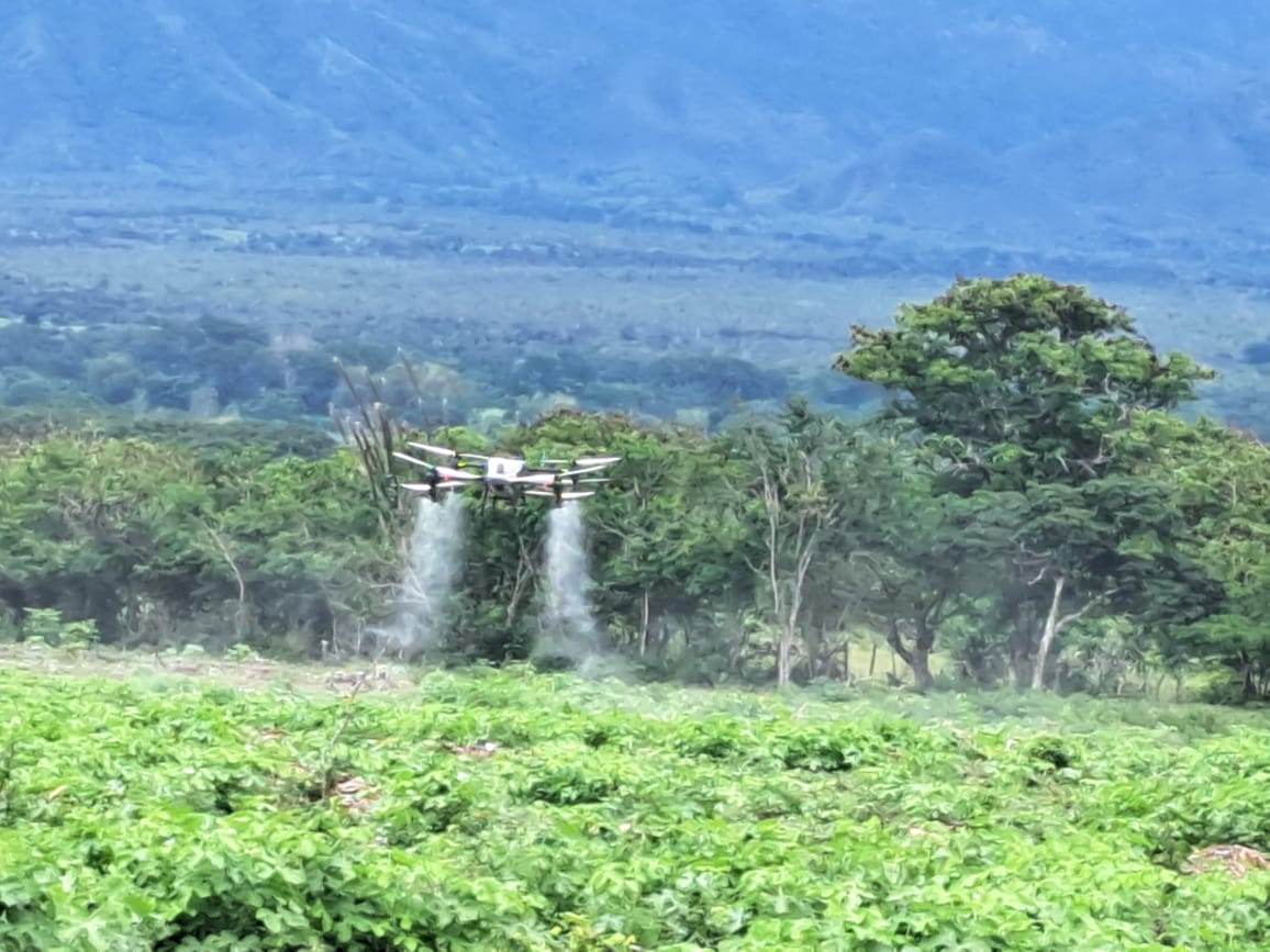 Brigadas técnicas logran avances en el control de la langosta voladora en Yoro y Atlántida